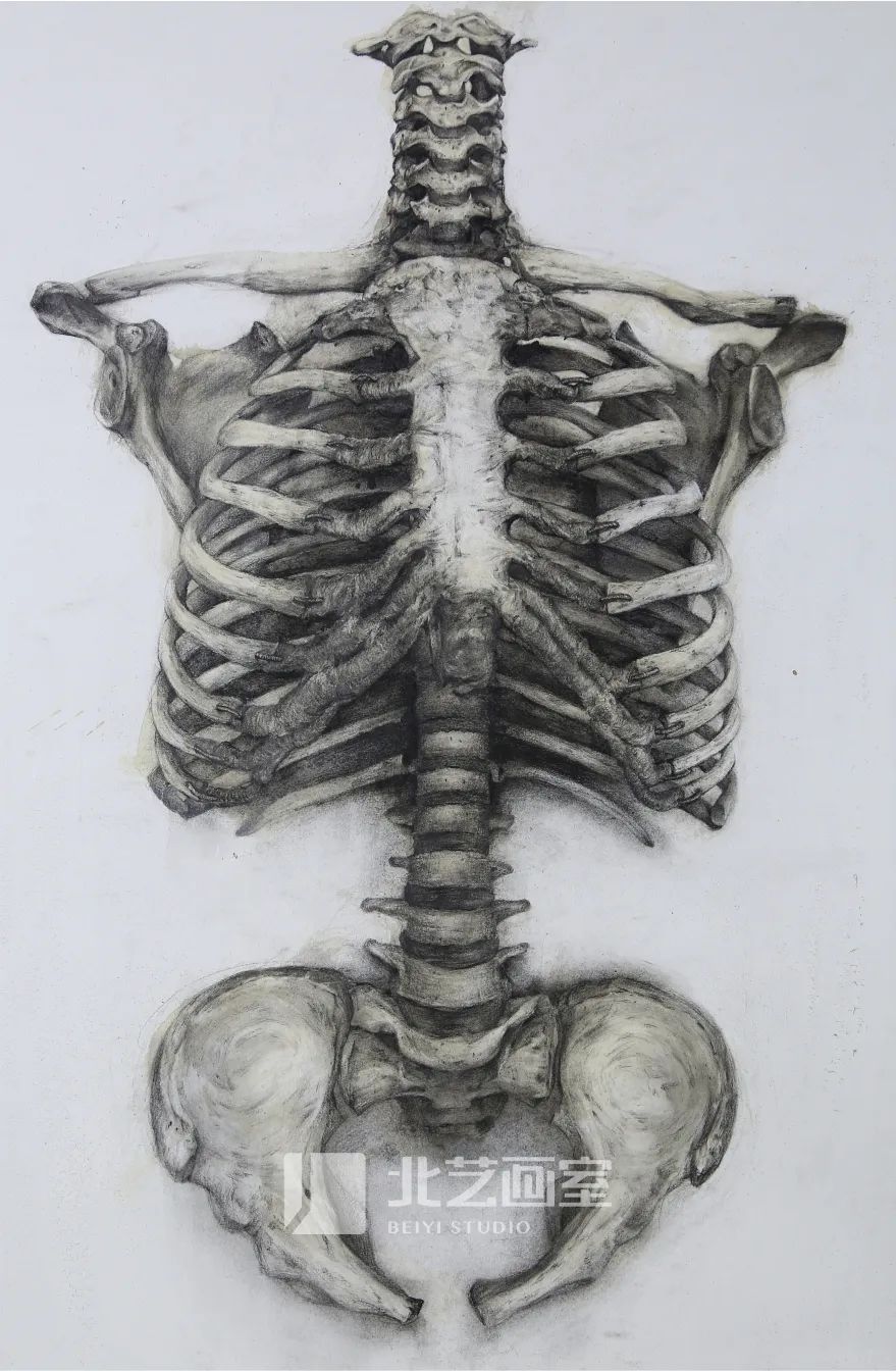 北藝畫室最新素描作品
