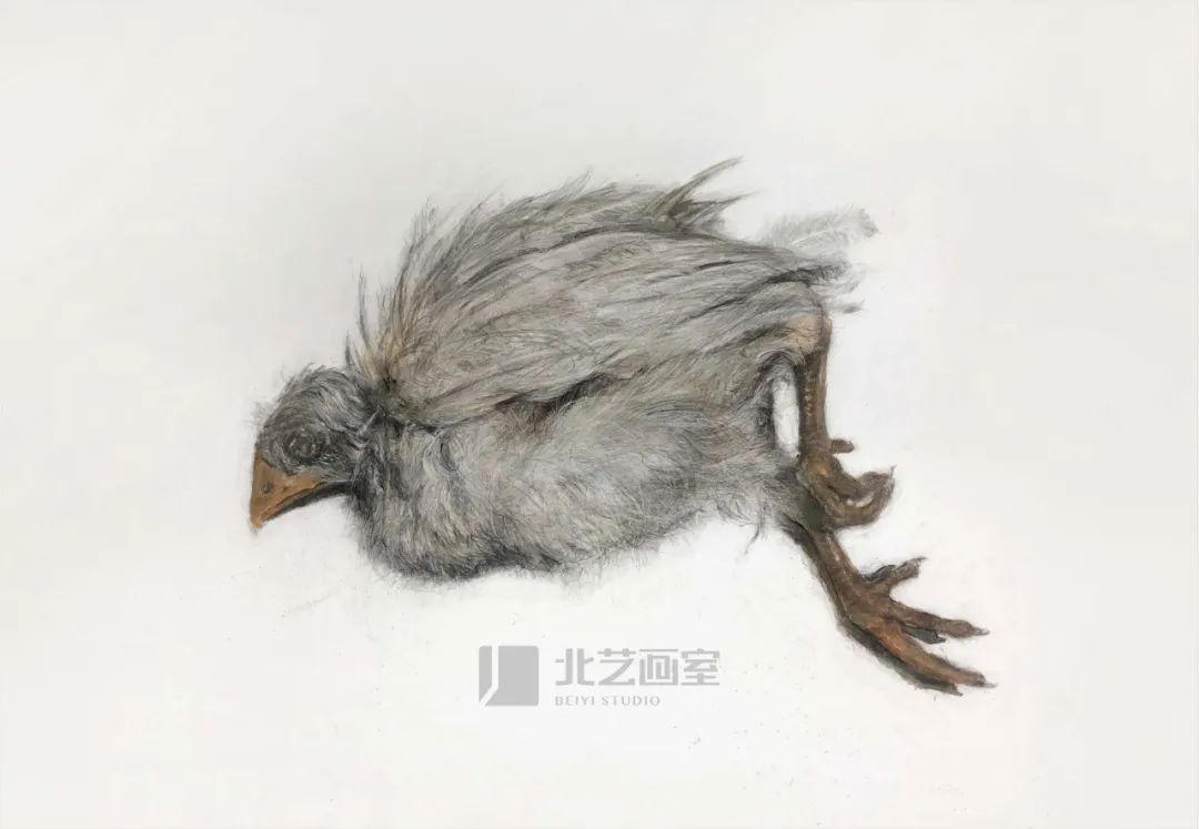 北藝畫(huà)室2023屆學(xué)員新素描作品
