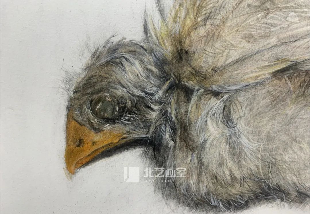 北藝畫(huà)室2023屆學(xué)員新素描作品
