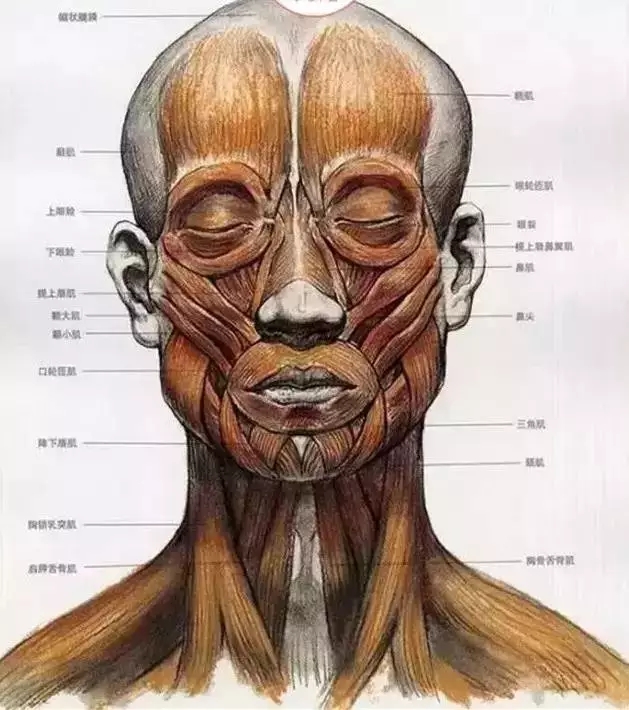 畫好頭骨相關(guān)知識點