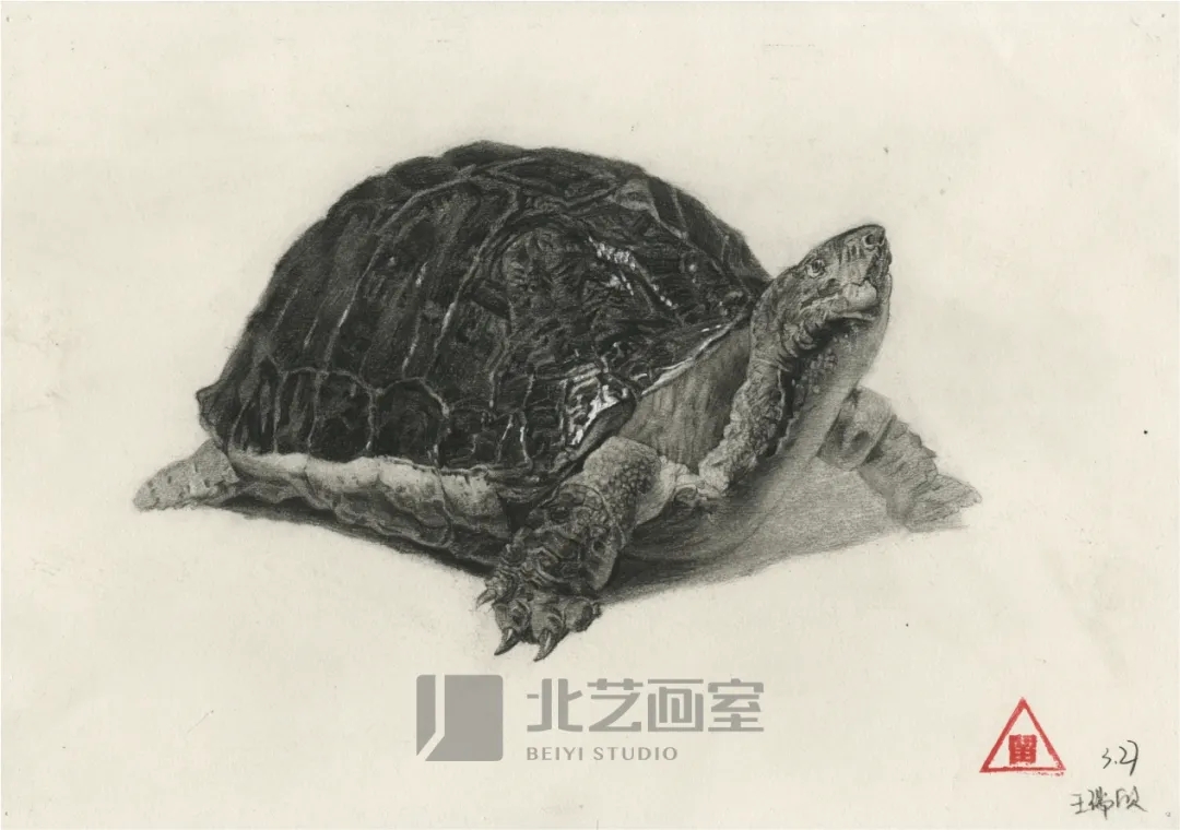 北藝畫室基礎(chǔ)部【春季班】第一期課堂成果