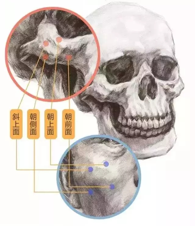 畫好頭骨相關(guān)知識點
