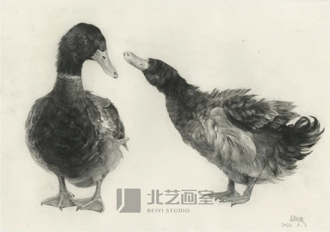 北藝畫室基礎(chǔ)部【春季班】第一期課堂成果
